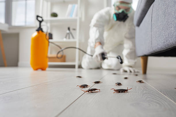 Affordable Pest Control solutions in Naples, TX